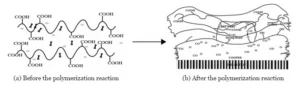 Figure 4 Schematic diagram of the polymerization reaction in a dry film