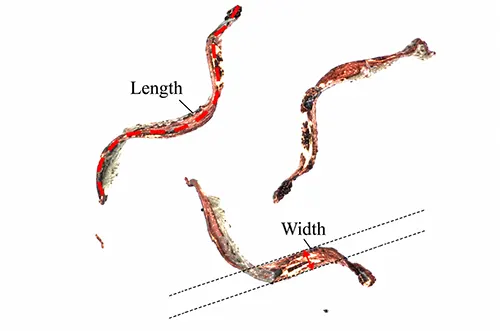 Figure 1 Chip dimensions